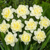 Hectarul - Bulbi de narcise Ice King, 5 bulbi